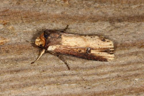 Réf. 120 112 : Axylia putris