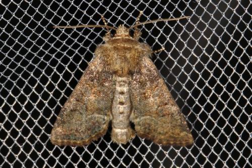 Réf. 120 032 : Oligia sp.