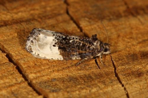 Réf. 120 326 : Hedya nubiferana