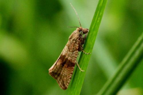 Réf. 120 723 : Celypha striana