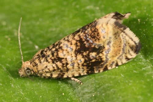 Celypha lacunana