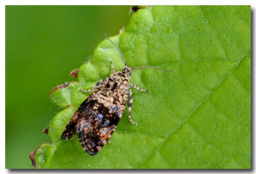 Réf. 120 917 : Selenodes karelica