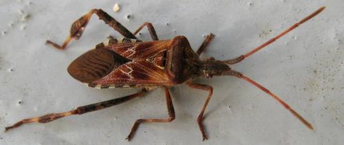 Réf. 120 510 : Leptoglossus occidentalis