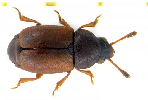 Heterhelus solani
