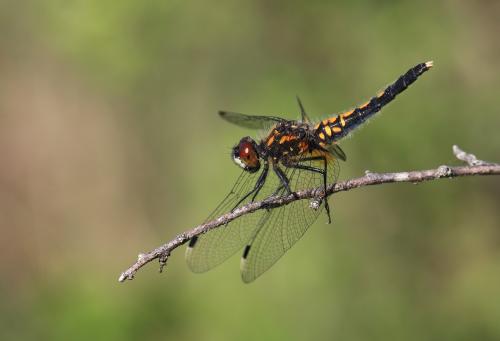 Réf. 120 278 : Leucorrhinia caudalis
