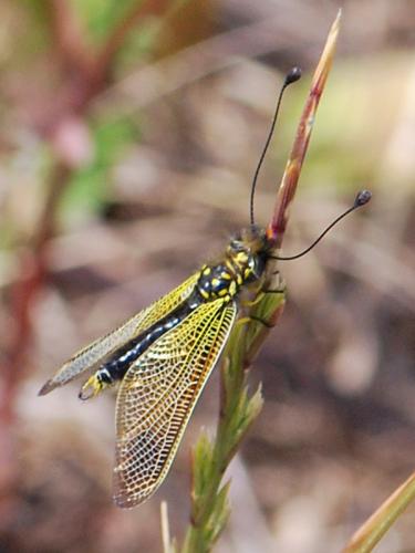 Libelloides ictericus