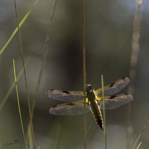 Libellula quadrimaculata