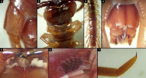 Lithobius forficatus