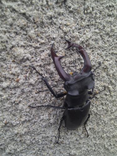 Lucanus cervus