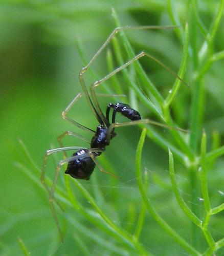 Réf. 120 562 : Neottiura uncinata