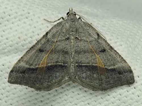 Macaria artesiaria