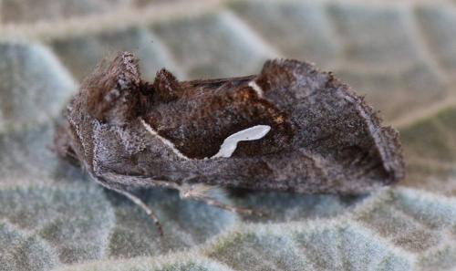 Macdunnoughia confusa