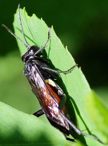 Réf. 120 808 : Macrophya blanda