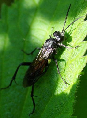 Macrophya blanda