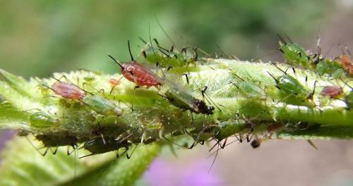 Réf. 120 287 : Macrosiphum rosae