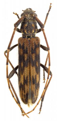 Catoeme raminahisoae
