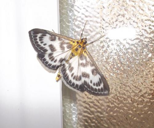Réf. 120 425 : Anania hortulata