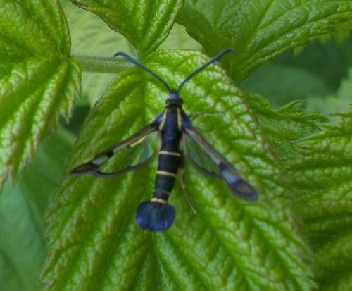 Réf. 120 426 : Synanthedon tipuliformis