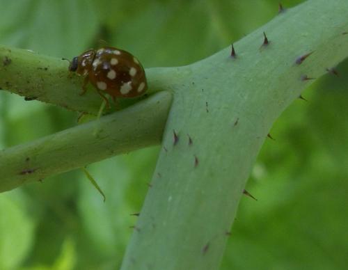 Calvia quatuordecimguttata