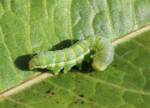 Agrochola lychnidis