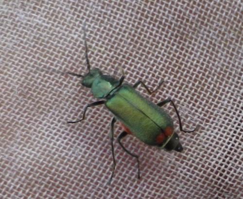 Malachius bipustulatus