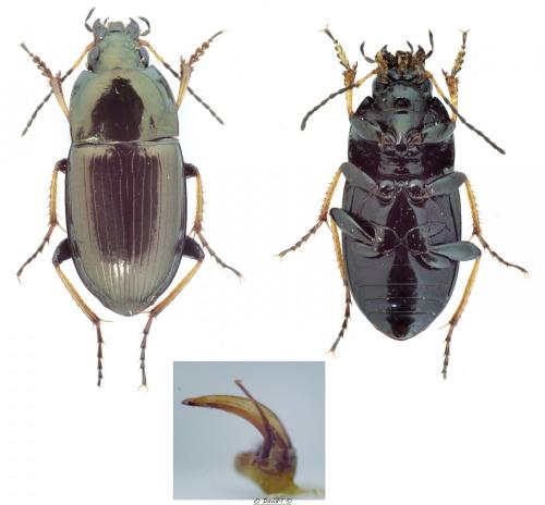 Amara plebeja