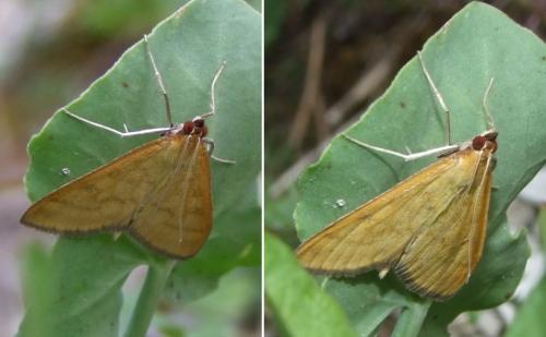 Réf. 120 483 : Mecyna flavalis