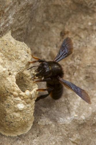 Megachile parietina