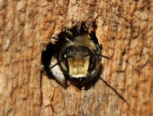 Megachile sp.