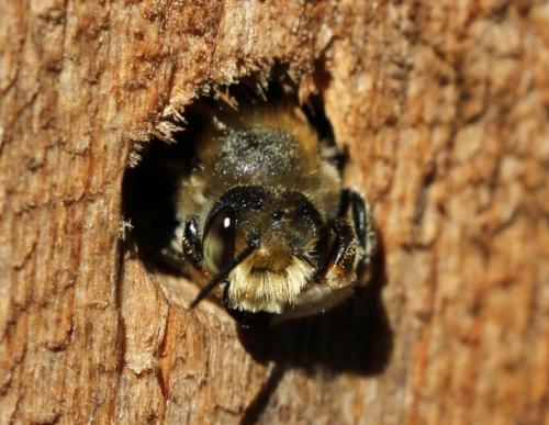 Megachile sp.