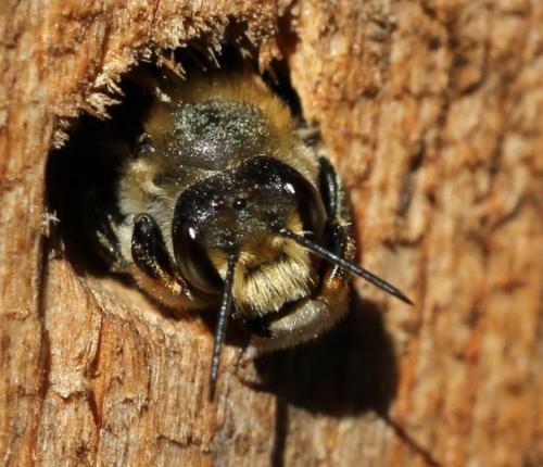 Megachile sp.