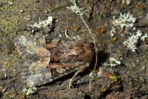 Réf. 120 379 : Oligia sp.