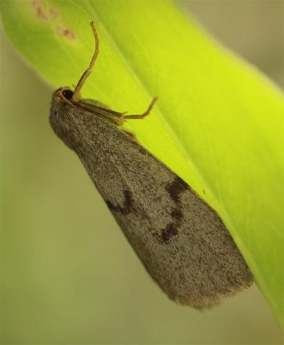 Apaidia mesogona