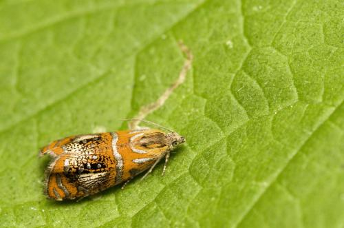 Réf. 120 859 : Olethreutes arcuella