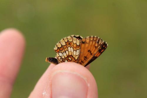 Melitaea athalia celadussa