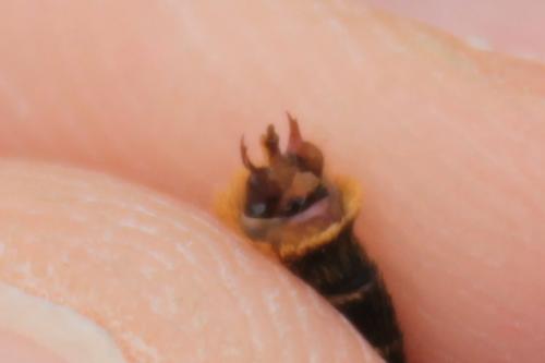 Melitaea athalia celadussa