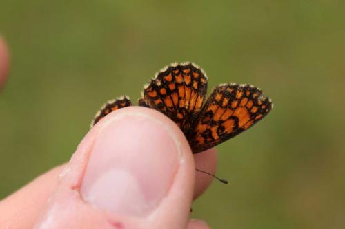 Melitaea athalia celadussa