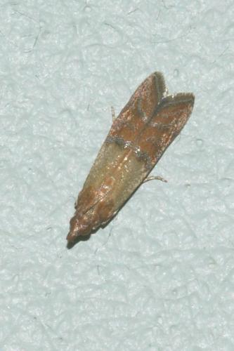 Plodia interpunctella