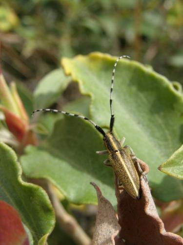 Agapanthia sp.