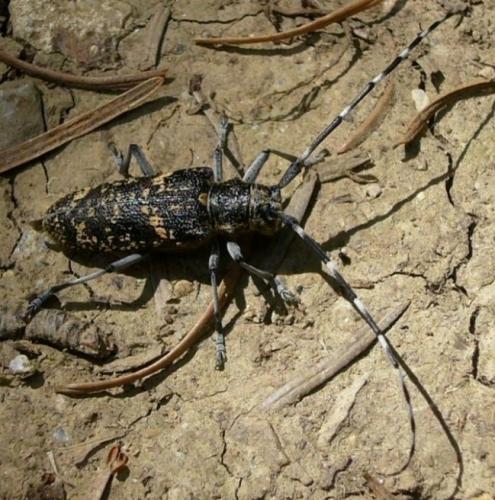 Réf. 120 347 : Monochamus sutor