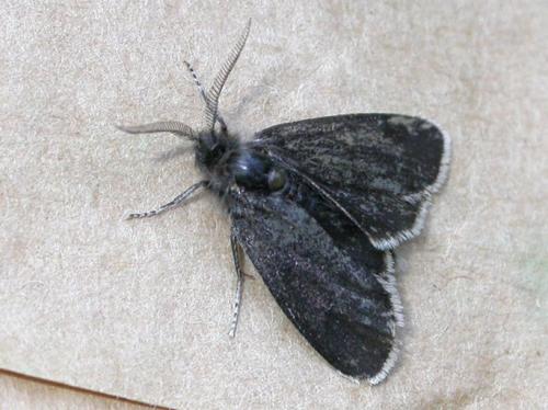 Typhonia ciliaris