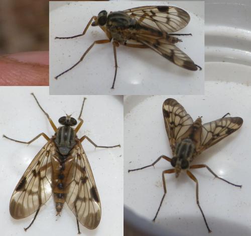Rhagio scolopaceus
