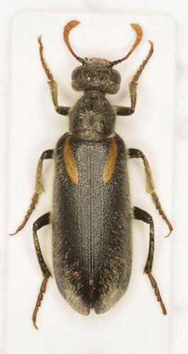 Réf. 120 800 : Hycleus sp.