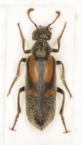 Hycleus sp.