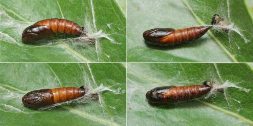 Réf. 120 121 : Archips xylosteana