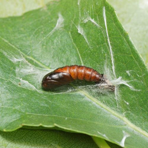 Réf. 120 122 : Archips xylosteana