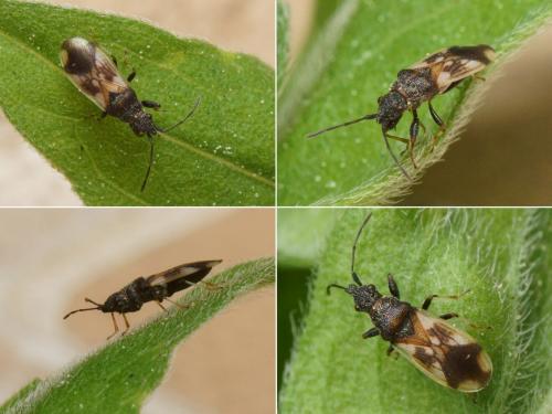 Réf. 120 580 : Macroplax fasciata