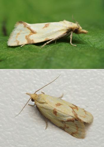 Réf. 120 035 : Agapeta hamana