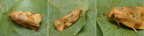 Réf. 120 125 : Archips xylosteana