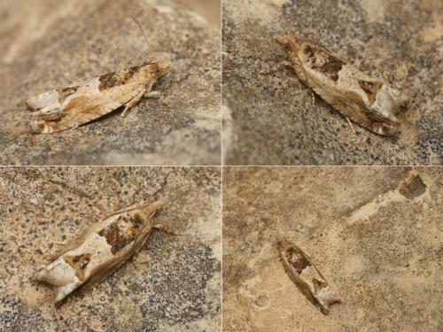 Réf. 120 585 : Crocidosema plebejana